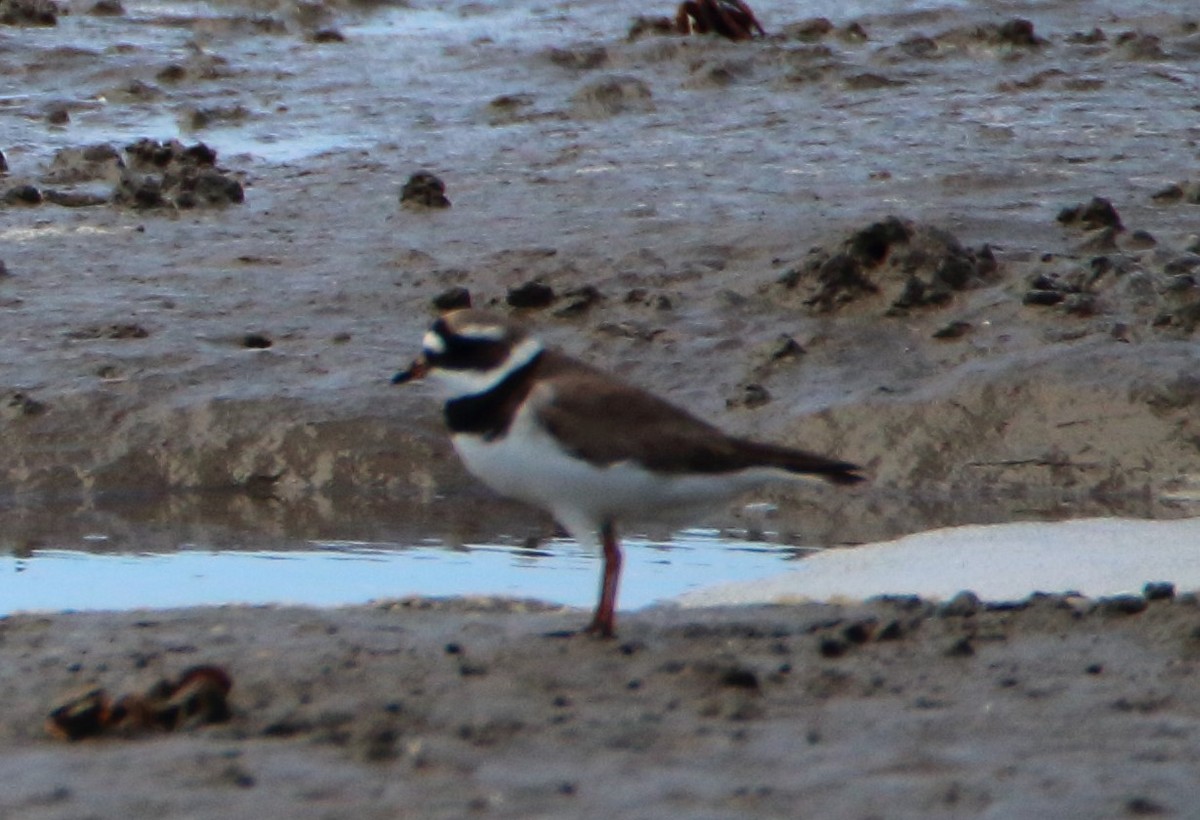 Common Ringed Plover - bousquet francois