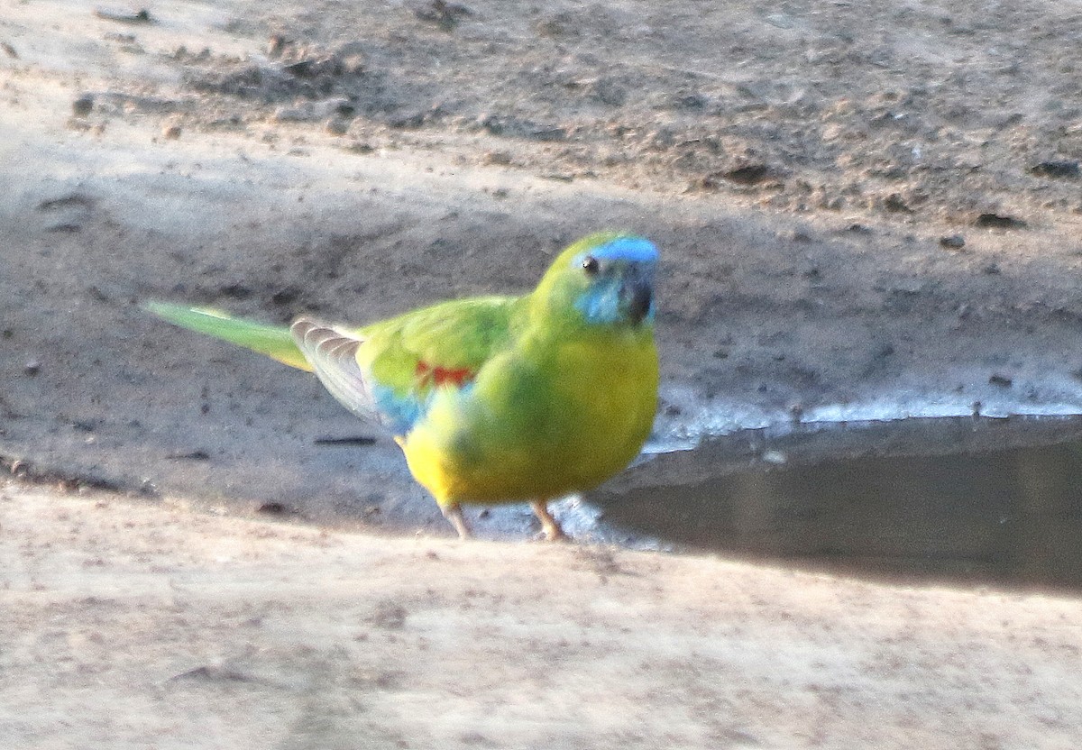 Turquoise Parrot - David  Mules