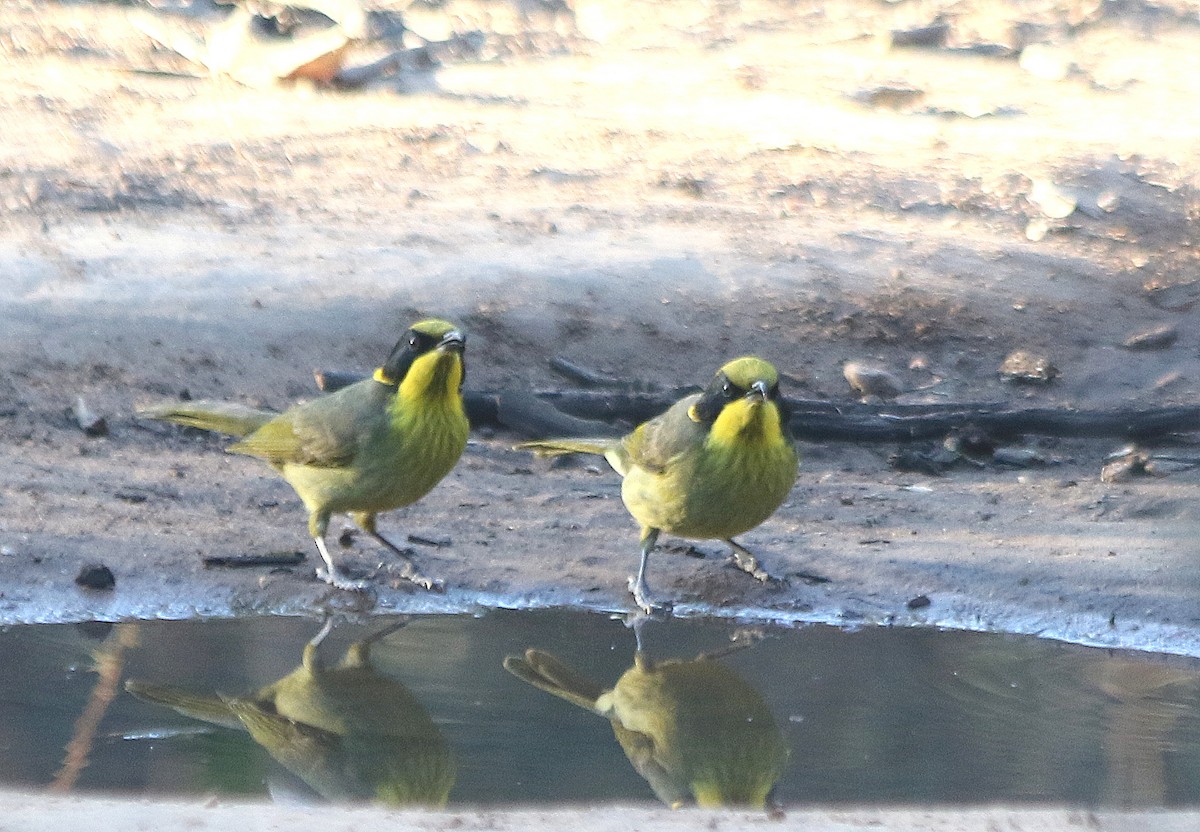 Yellow-tufted Honeyeater - David  Mules