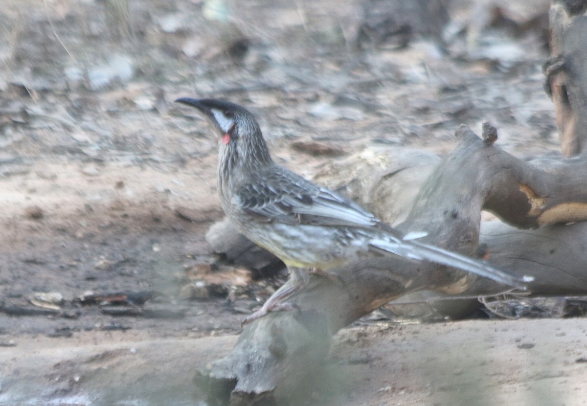 Red Wattlebird - David  Mules