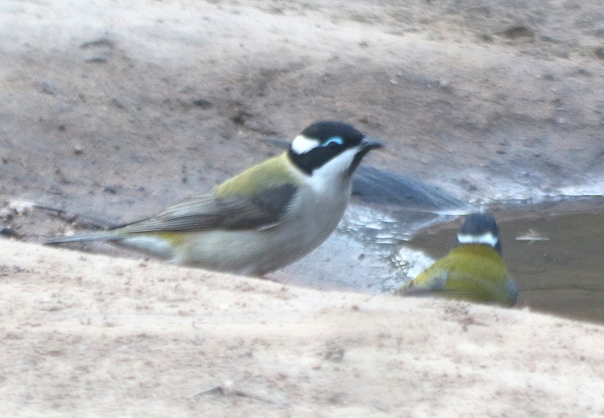 Black-chinned Honeyeater - David  Mules