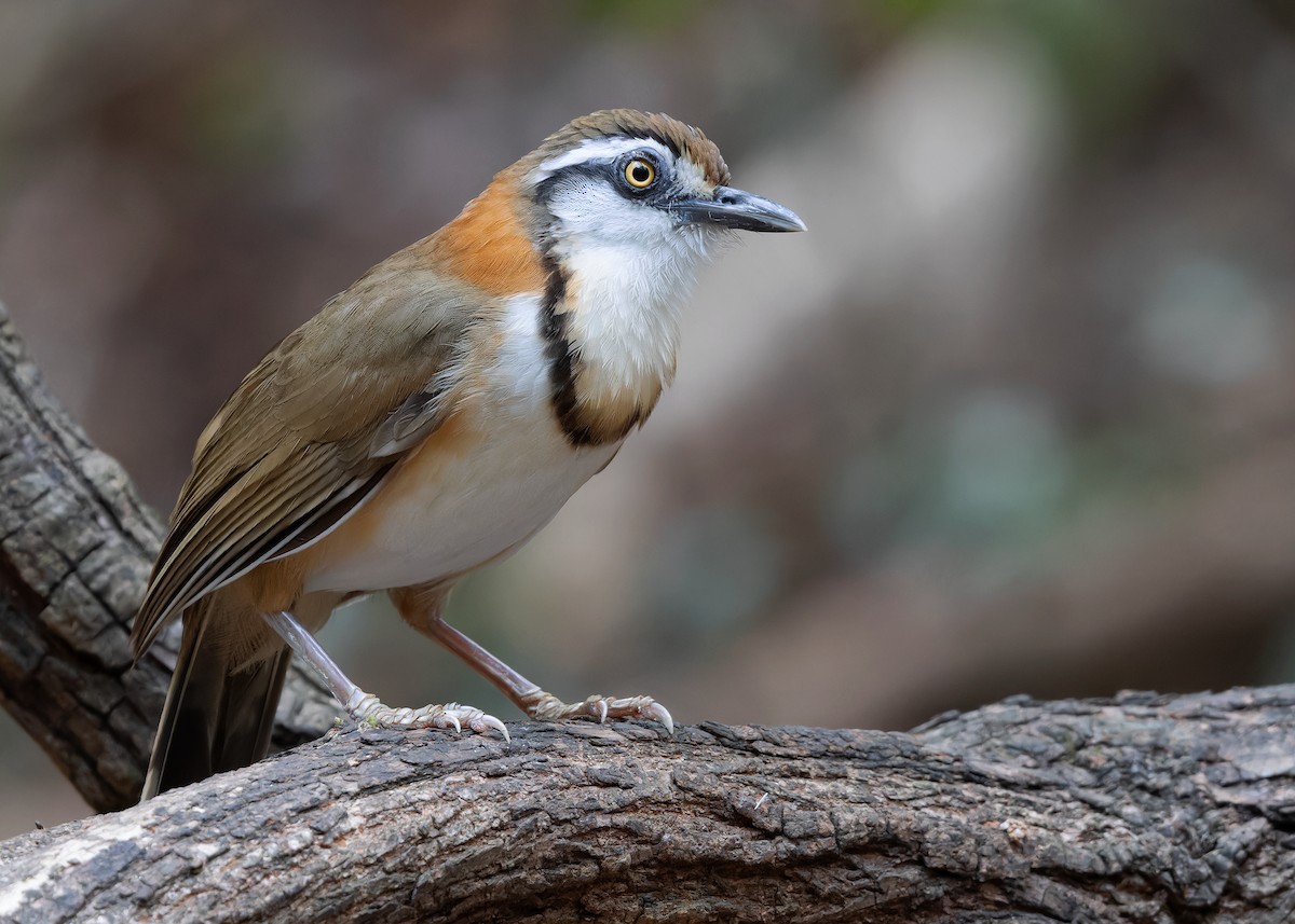 Lesser Necklaced Laughingthrush - Ayuwat Jearwattanakanok