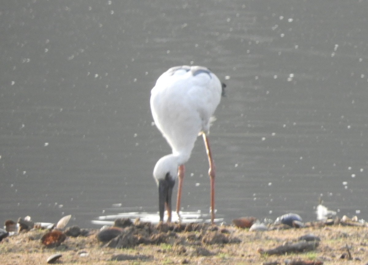 Asian Openbill - Manju Sinha