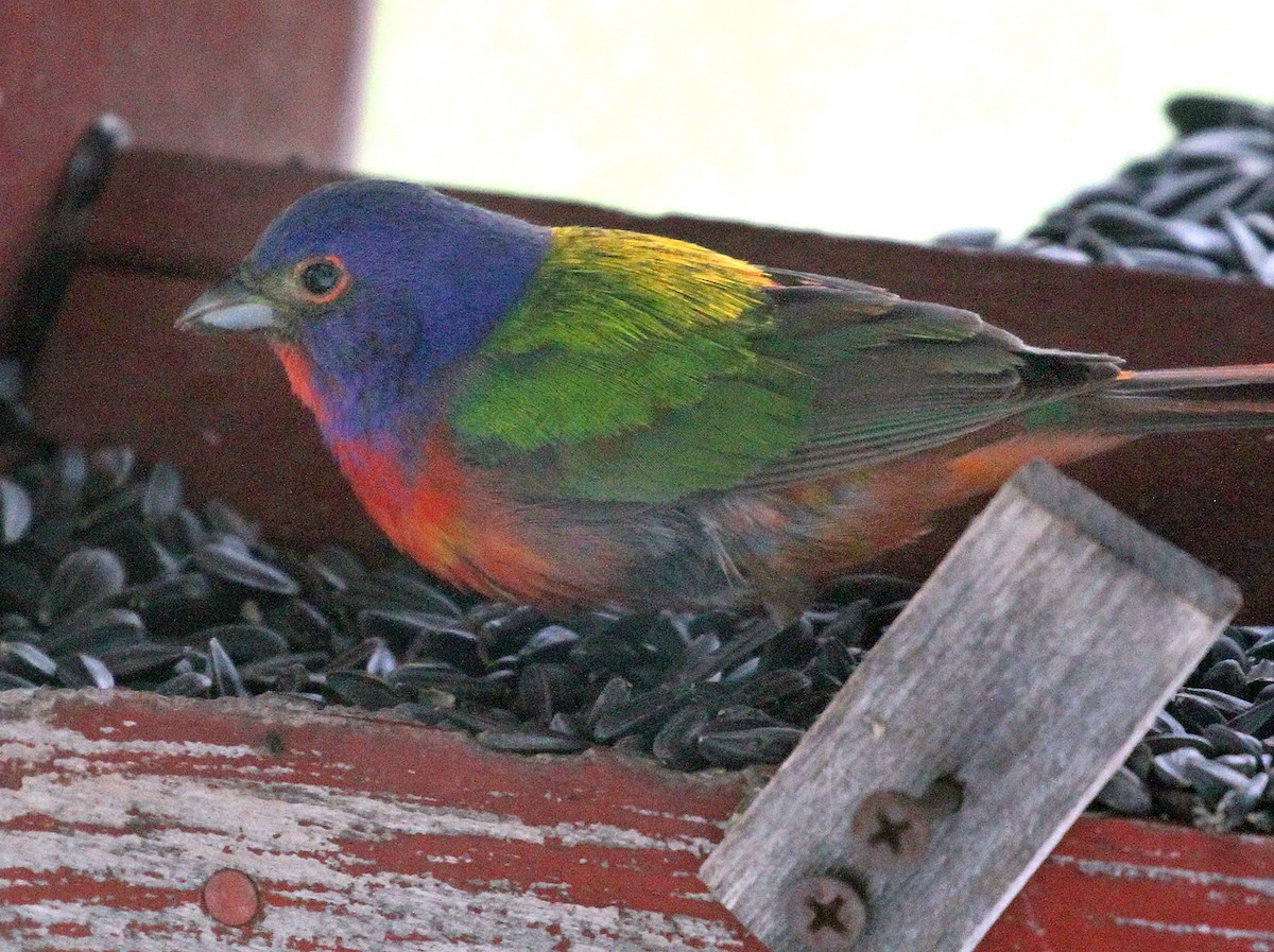 Painted Bunting - Ryan Brady