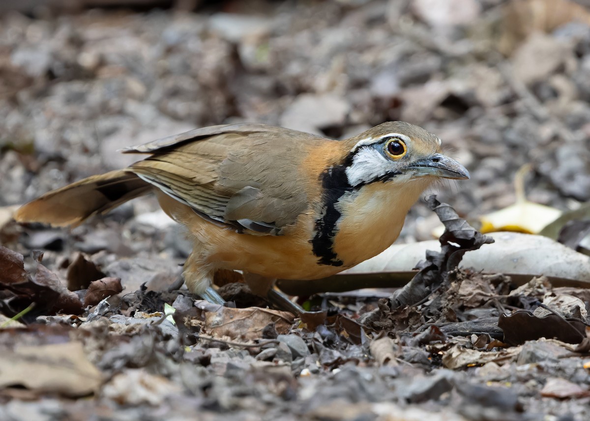 Greater Necklaced Laughingthrush - Ayuwat Jearwattanakanok