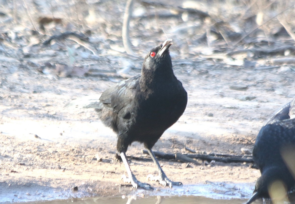 White-winged Chough - David  Mules