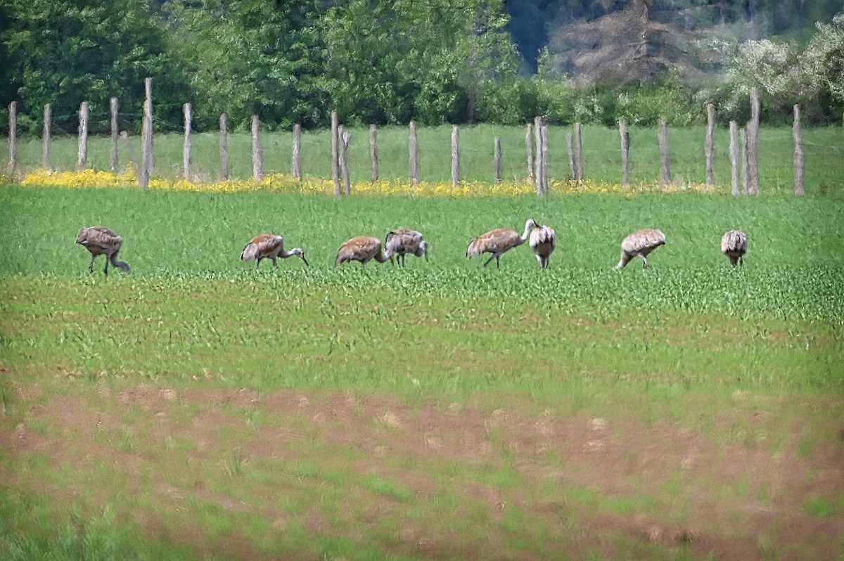 Sandhill Crane - Roger Beardmore