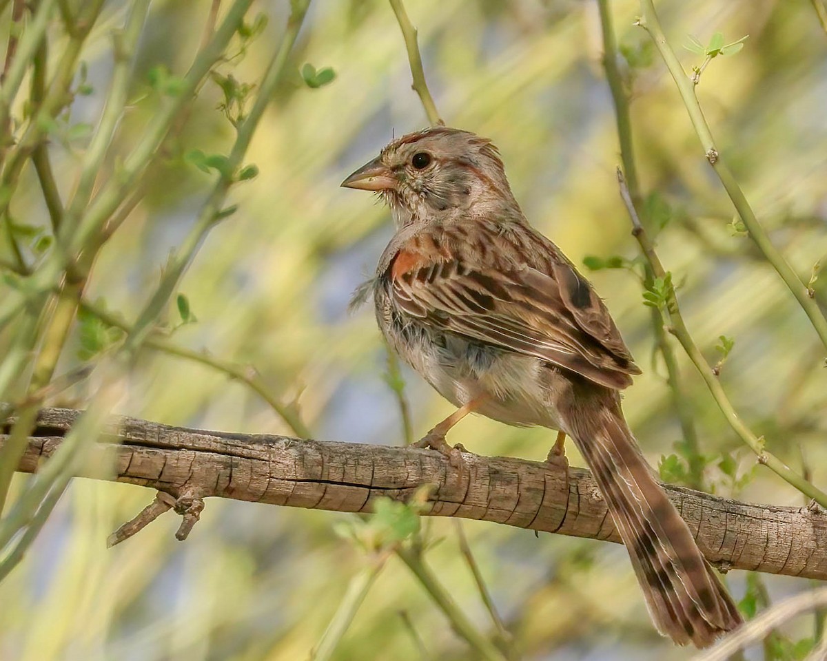 Rufous-winged Sparrow - Sue Smith