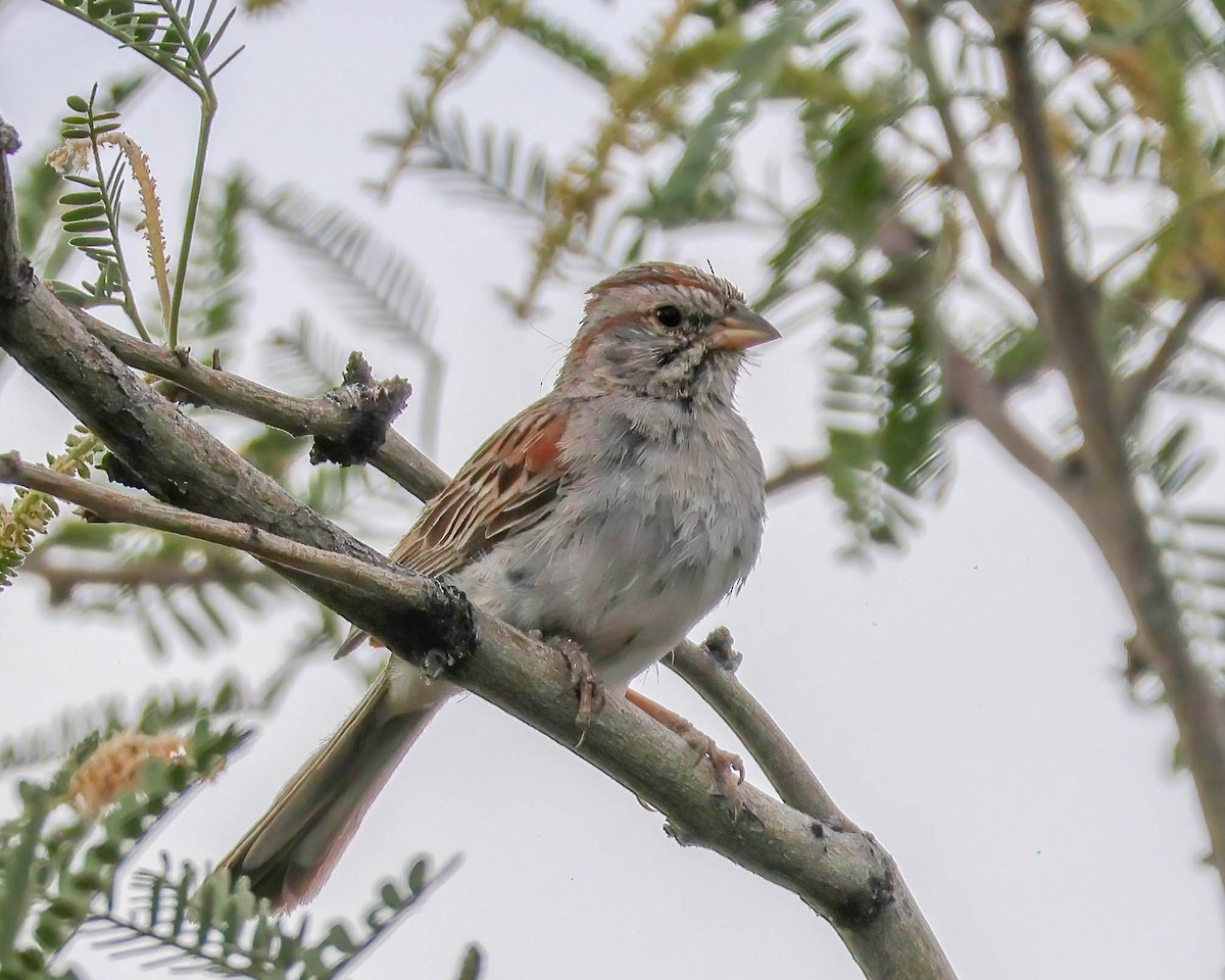 Rufous-winged Sparrow - Sue Smith