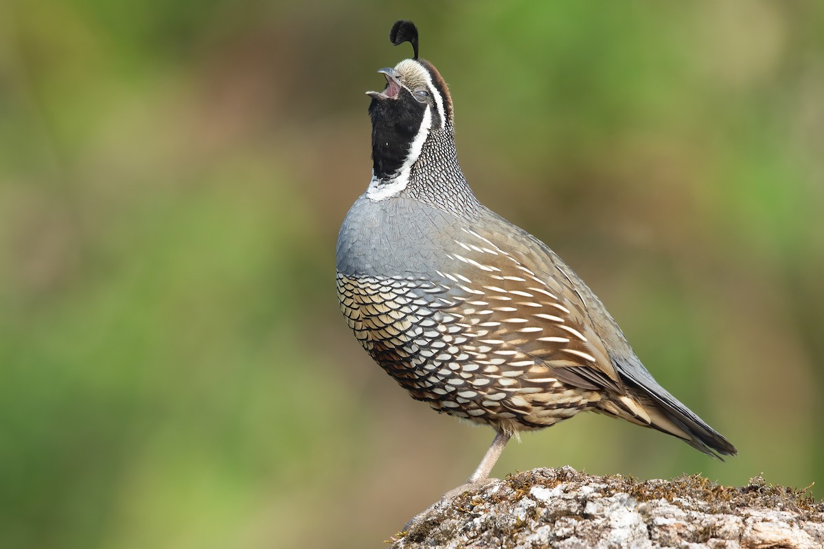 California Quail - Ilya Povalyaev