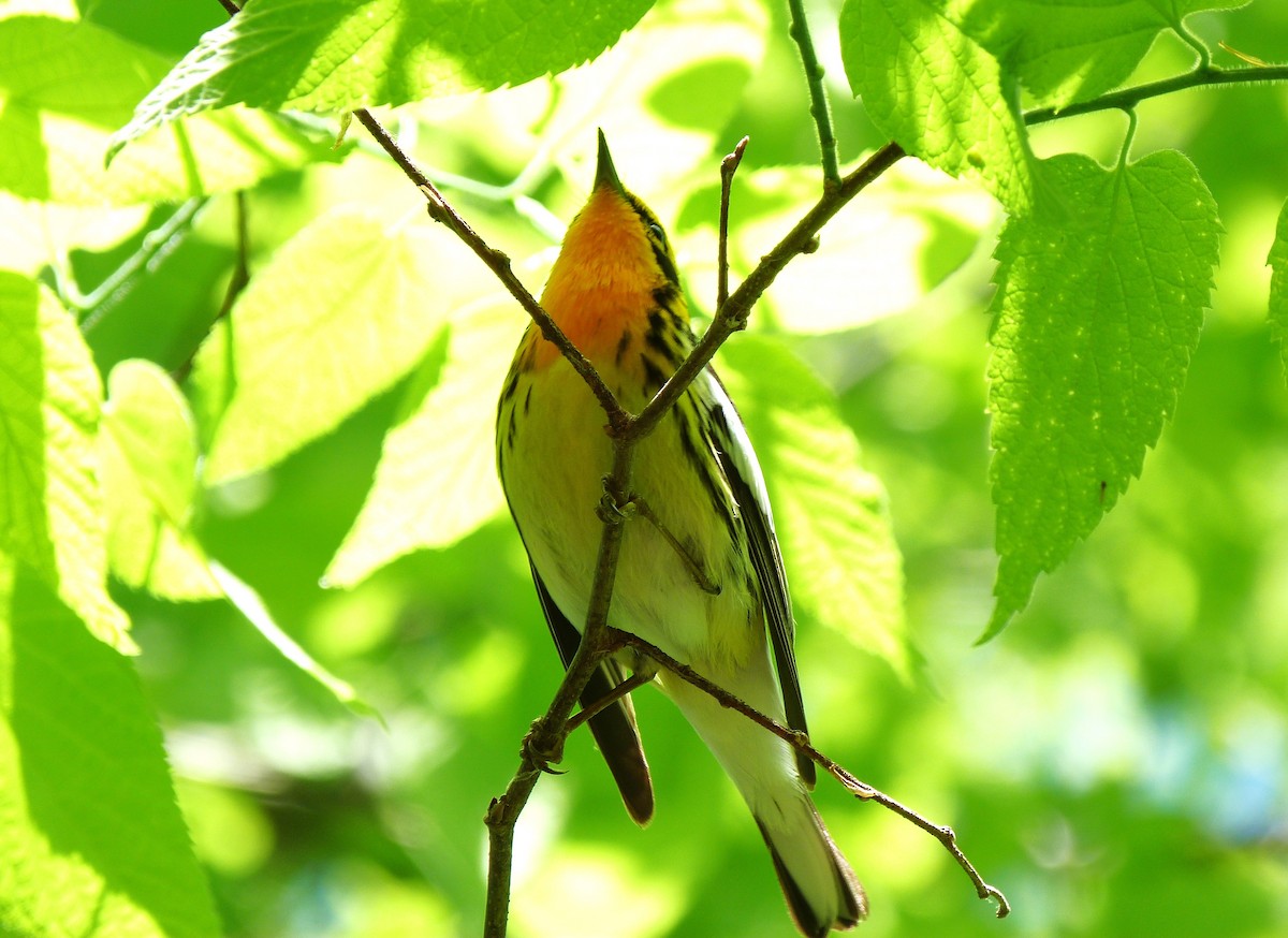 Blackburnian Warbler - Tony Kurz