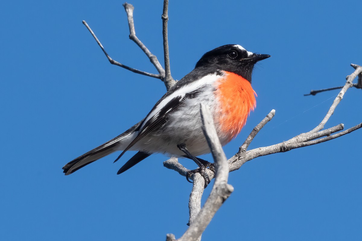 Scarlet Robin - Anthony Sokol