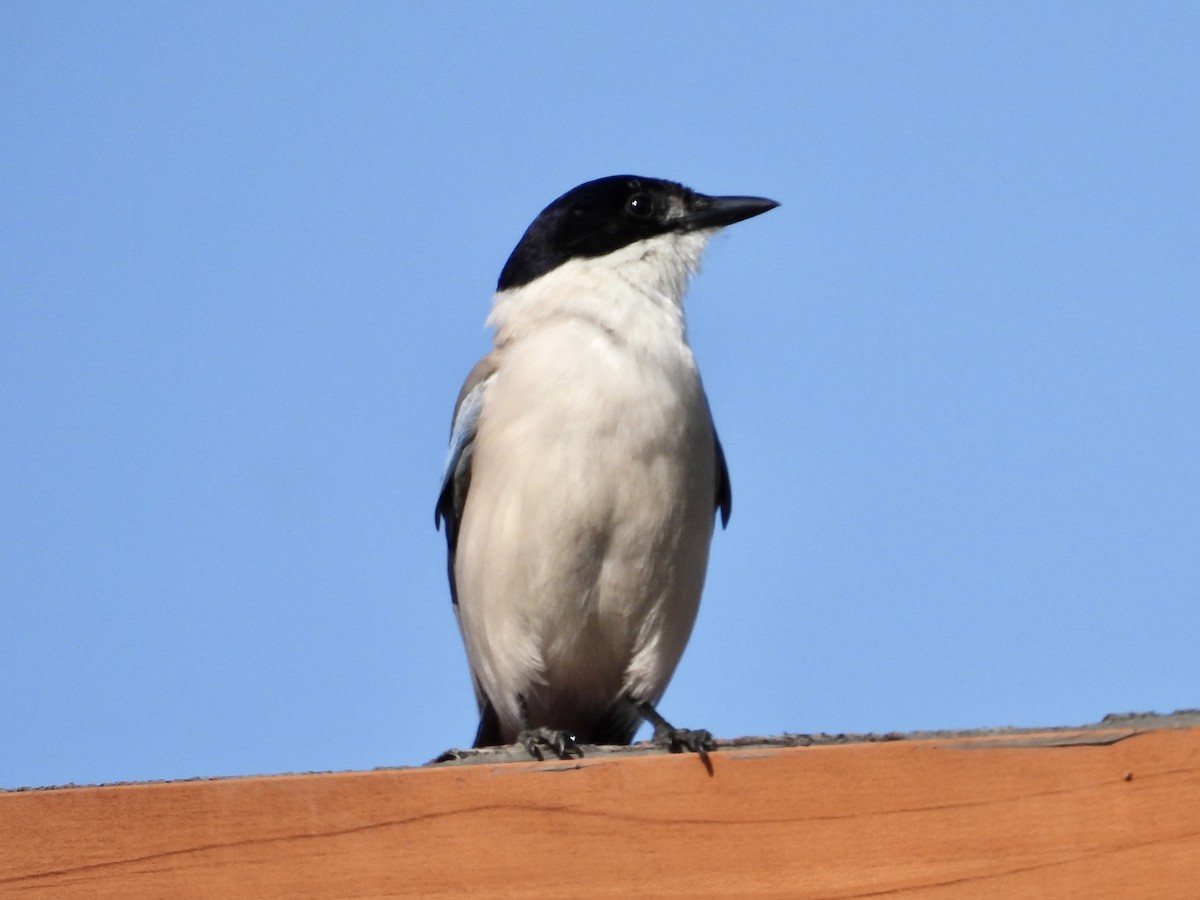 Azure-winged Magpie - Stan Arnold