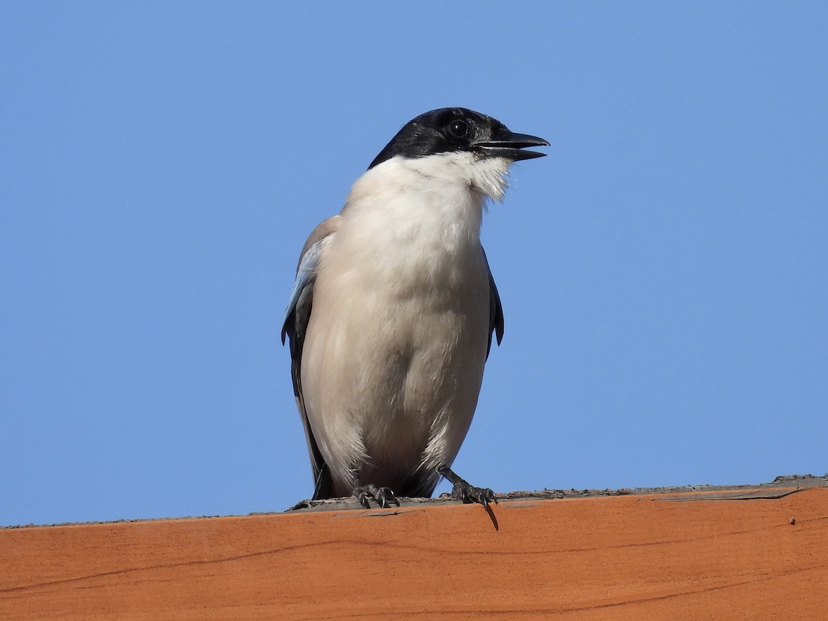 Azure-winged Magpie - Stan Arnold