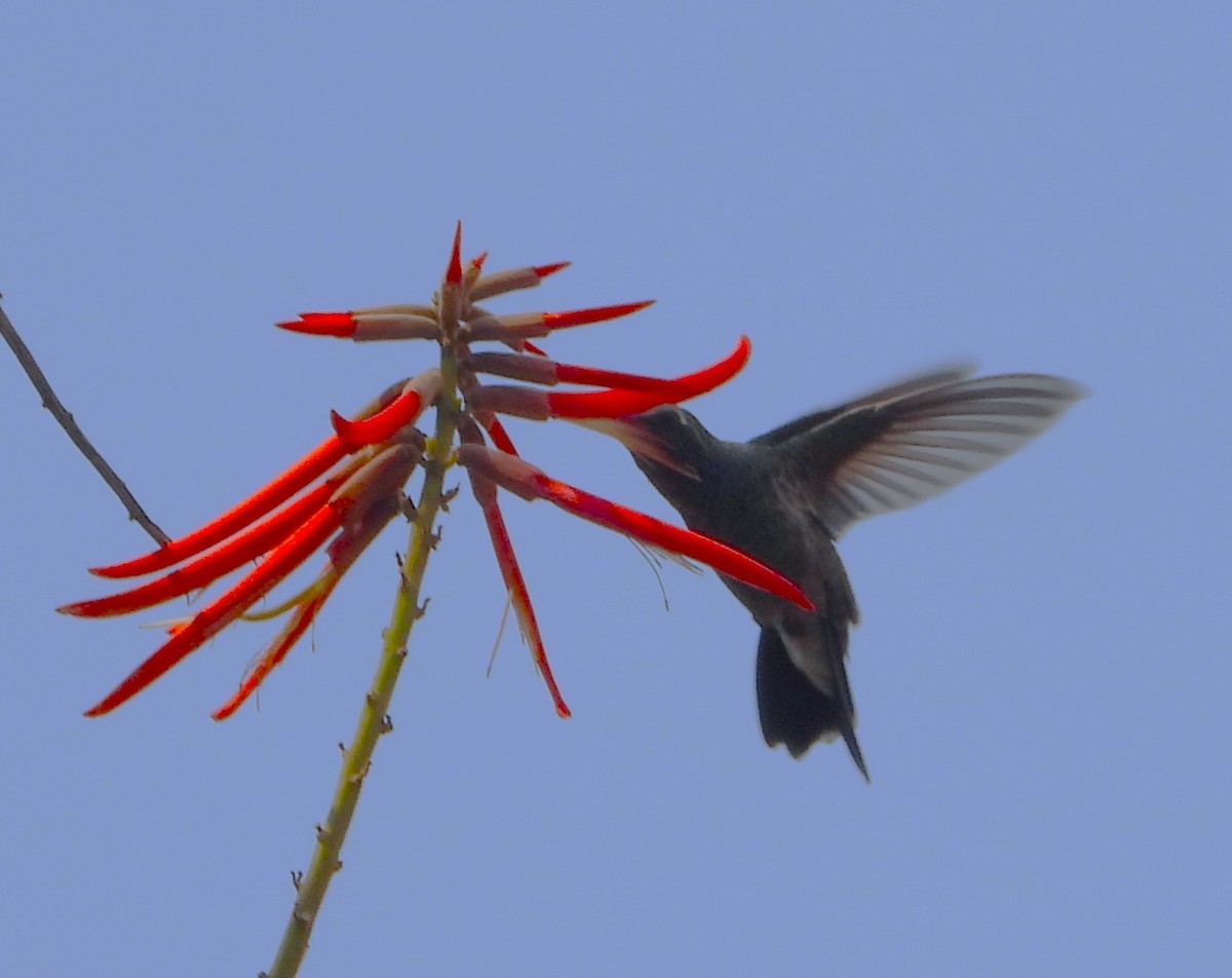 Broad-billed Hummingbird - Guadalupe Esquivel Uribe