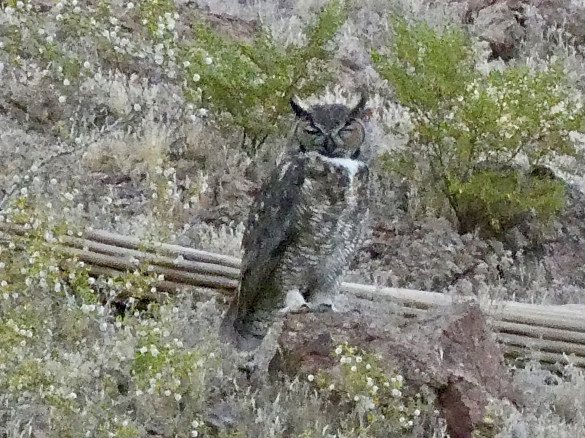 Great Horned Owl - Dennis Wolter