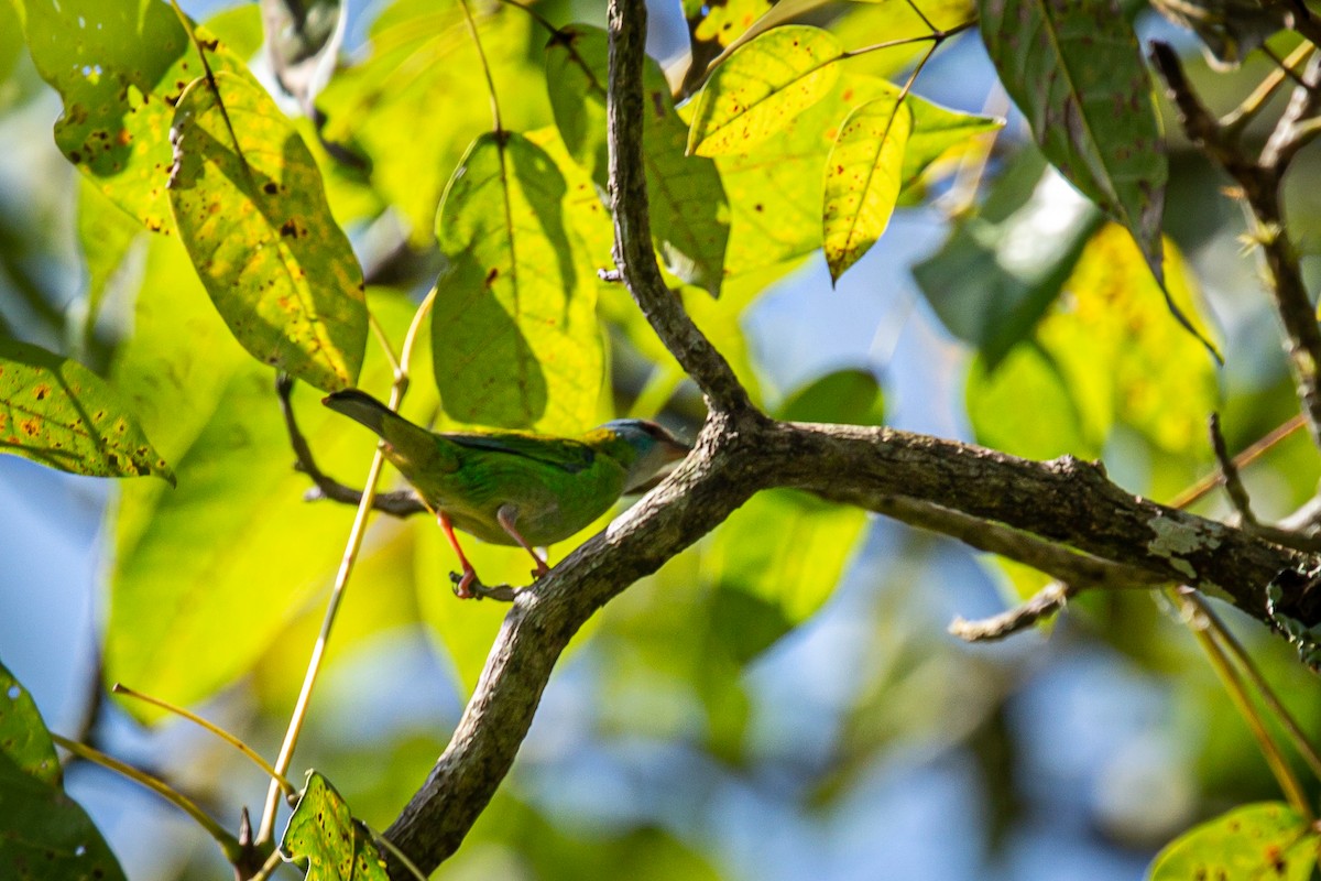 Blue Dacnis - Francisco Russo