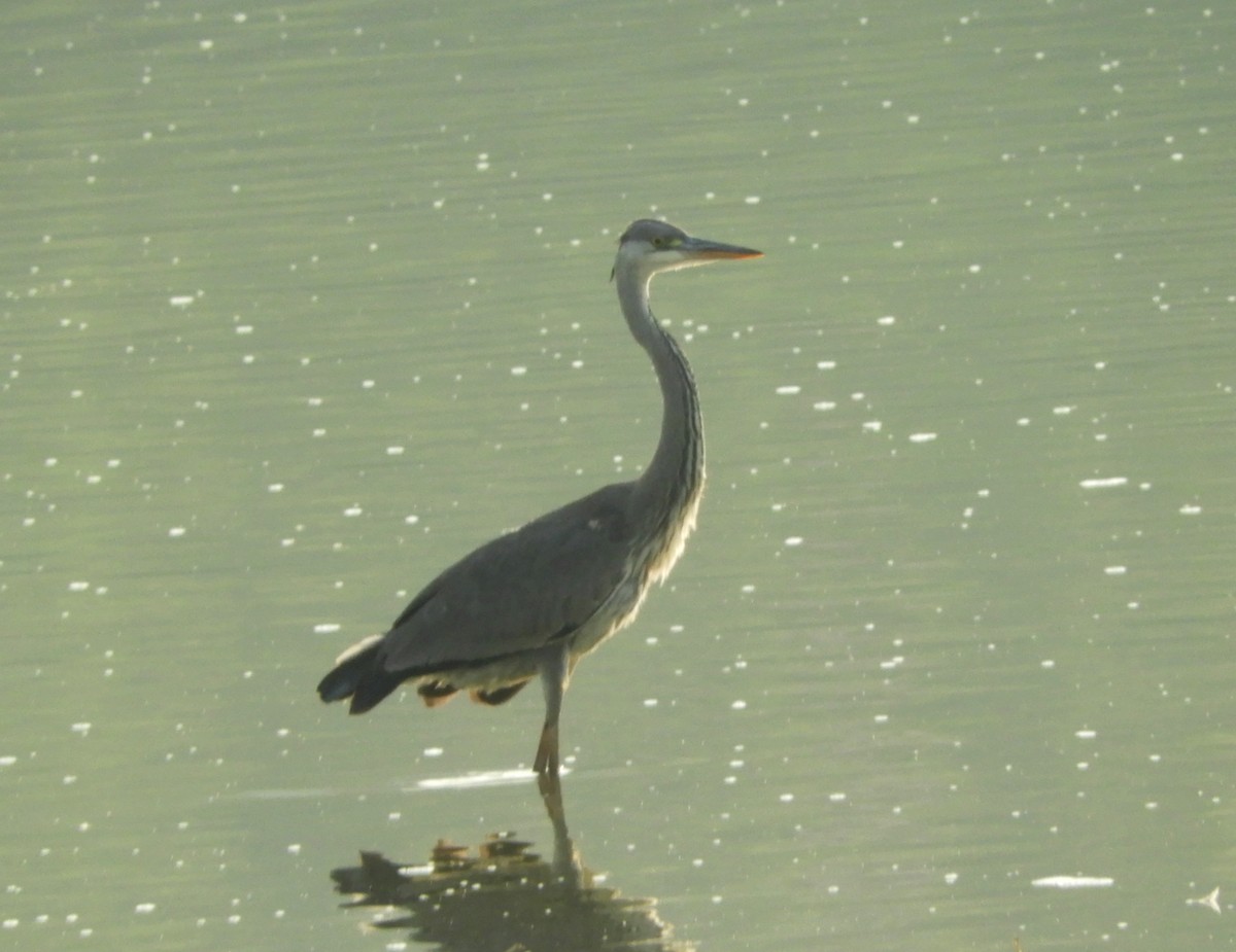 Gray Heron - Manju Sinha