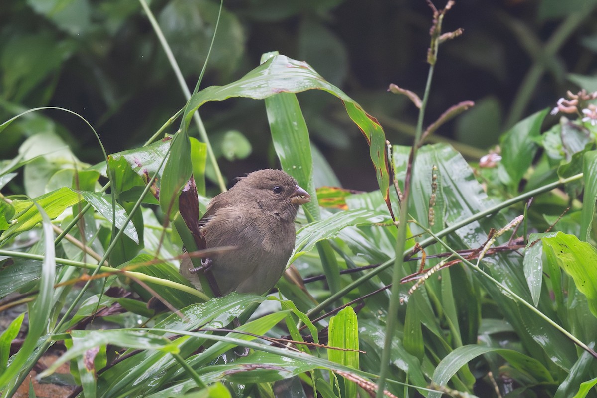 Dull-colored Grassquit - Steve Heinl