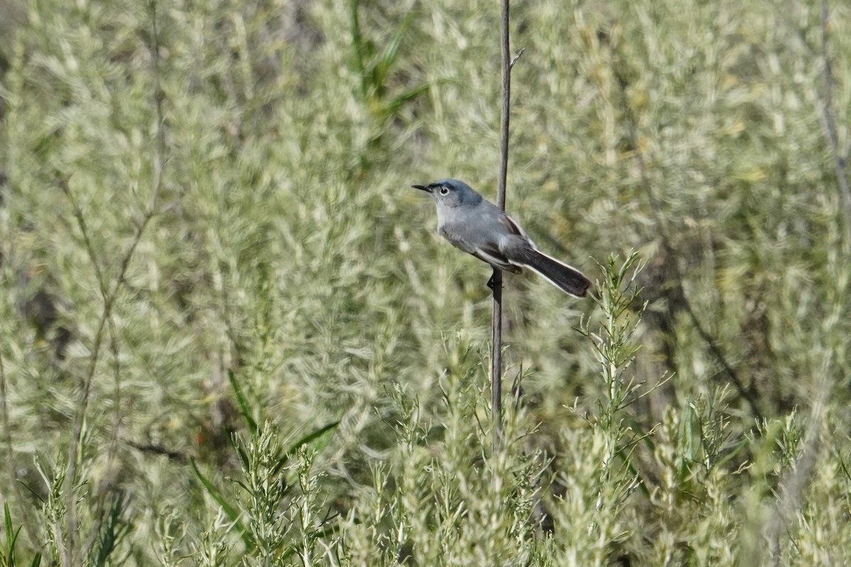 Blue-gray Gnatcatcher - Alisa Duffey