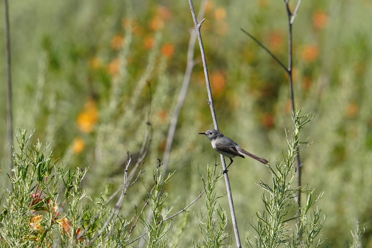 Blue-gray Gnatcatcher - Alisa Duffey