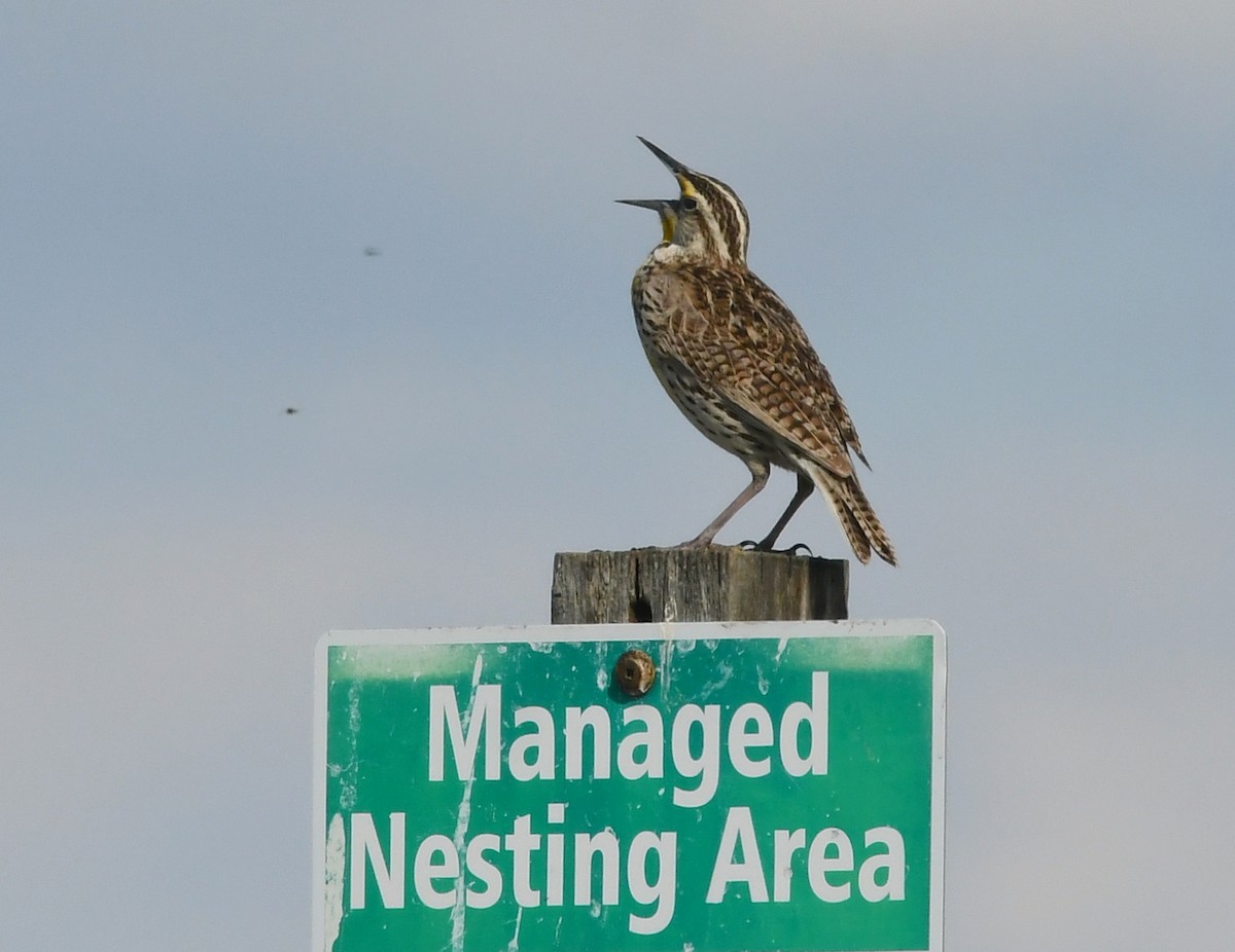 Western Meadowlark - John Reasbeck