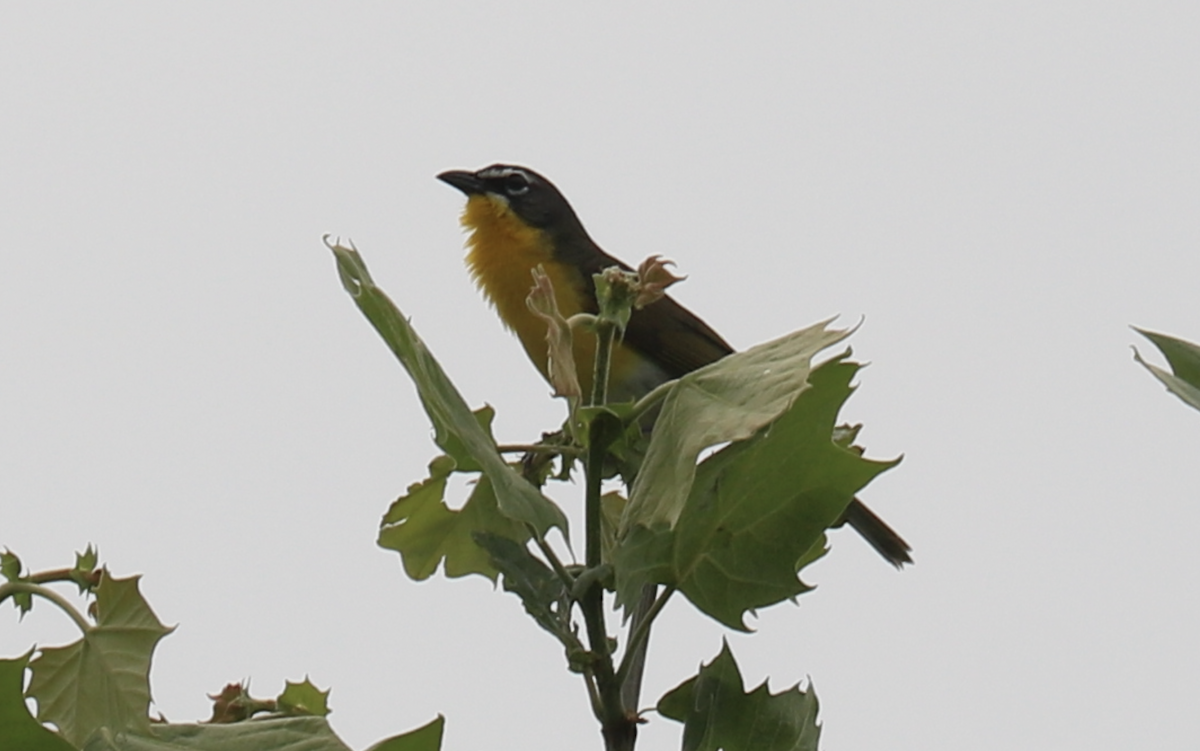 Yellow-breasted Chat - James Wheat