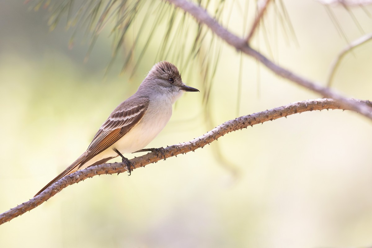 Ash-throated Flycatcher - Ken Pitts