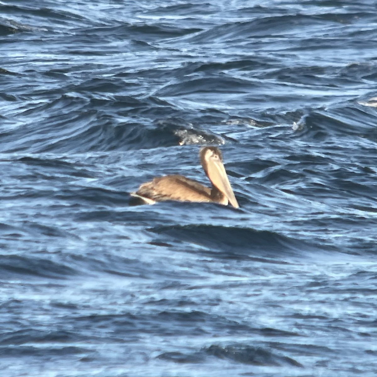 pelikán hnědý - ML619116760