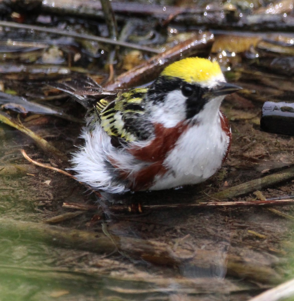 Chestnut-sided Warbler - NE Ohio Duck Tracker - JUDY   ( ')>