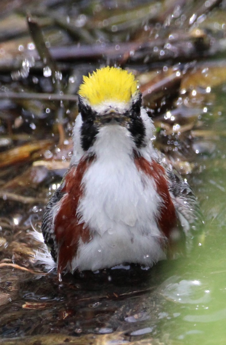 Chestnut-sided Warbler - NE Ohio Duck Tracker - JUDY   ( ')>