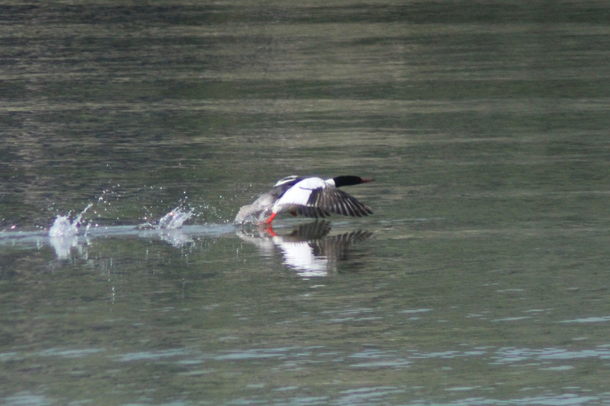 Common Merganser - Eric Jorgensen