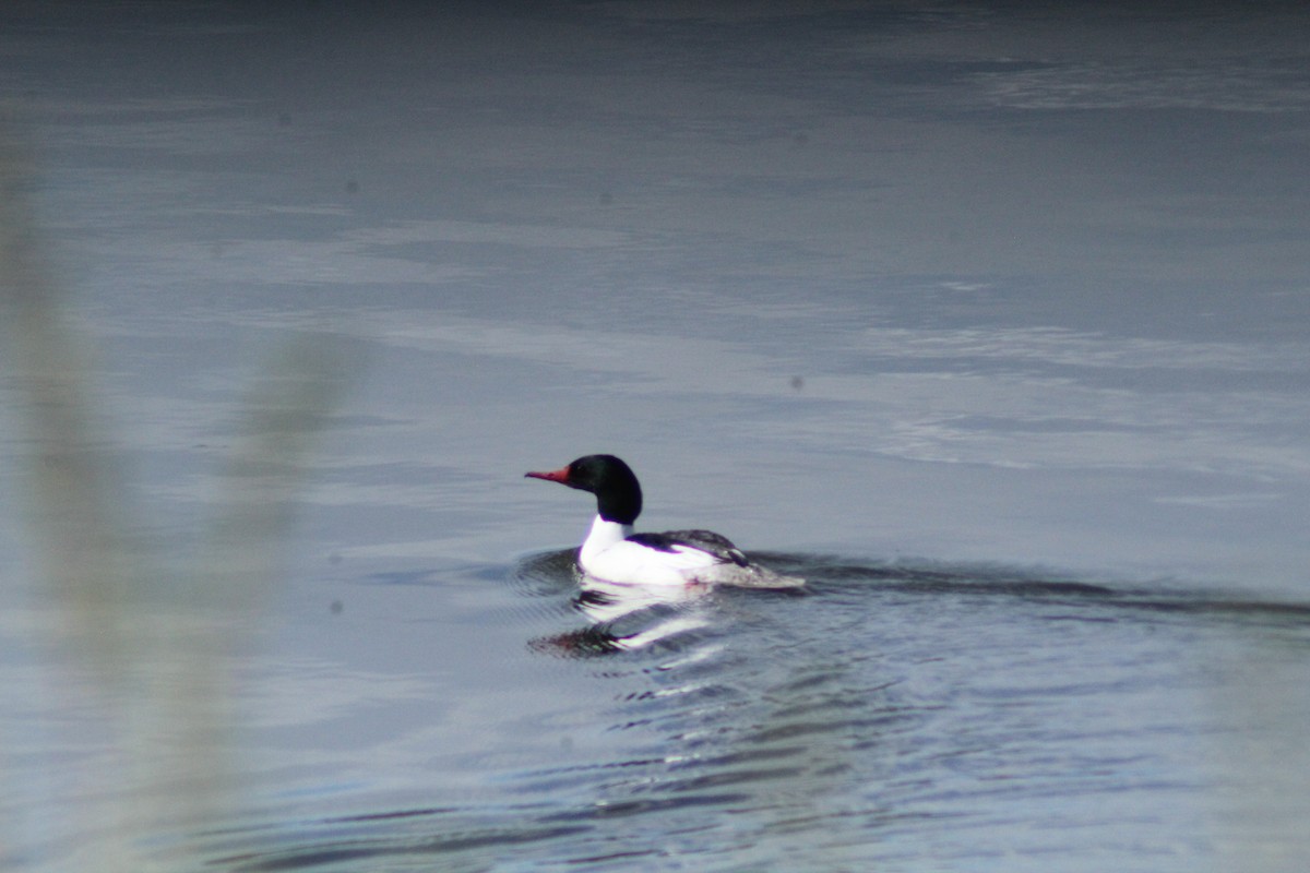 Common Merganser - Eric Jorgensen