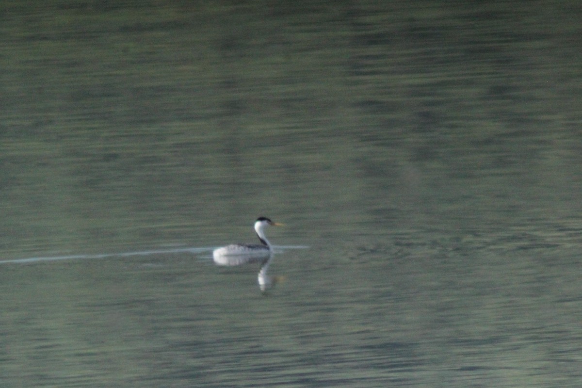 Clark's Grebe - ML619116788