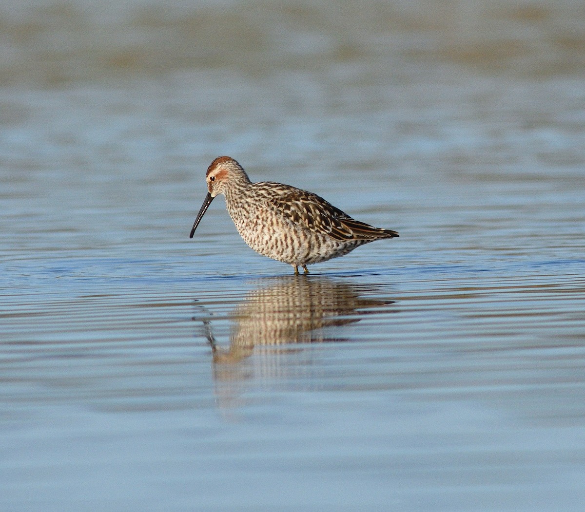 Stilt Sandpiper - Grant Hokit