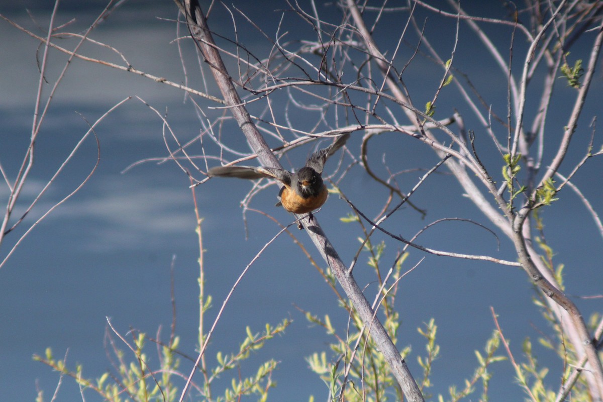 American Robin - Eric Jorgensen