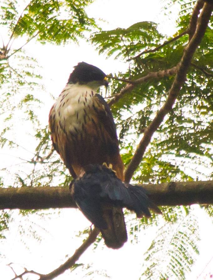 Rufous-bellied Eagle - Moditha Kodikara Arachchi