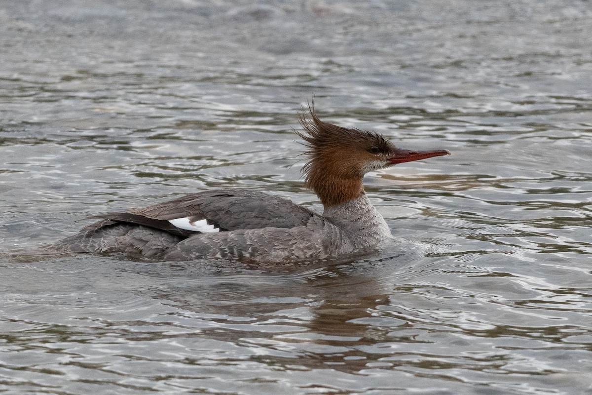 Common Merganser - ML619116836