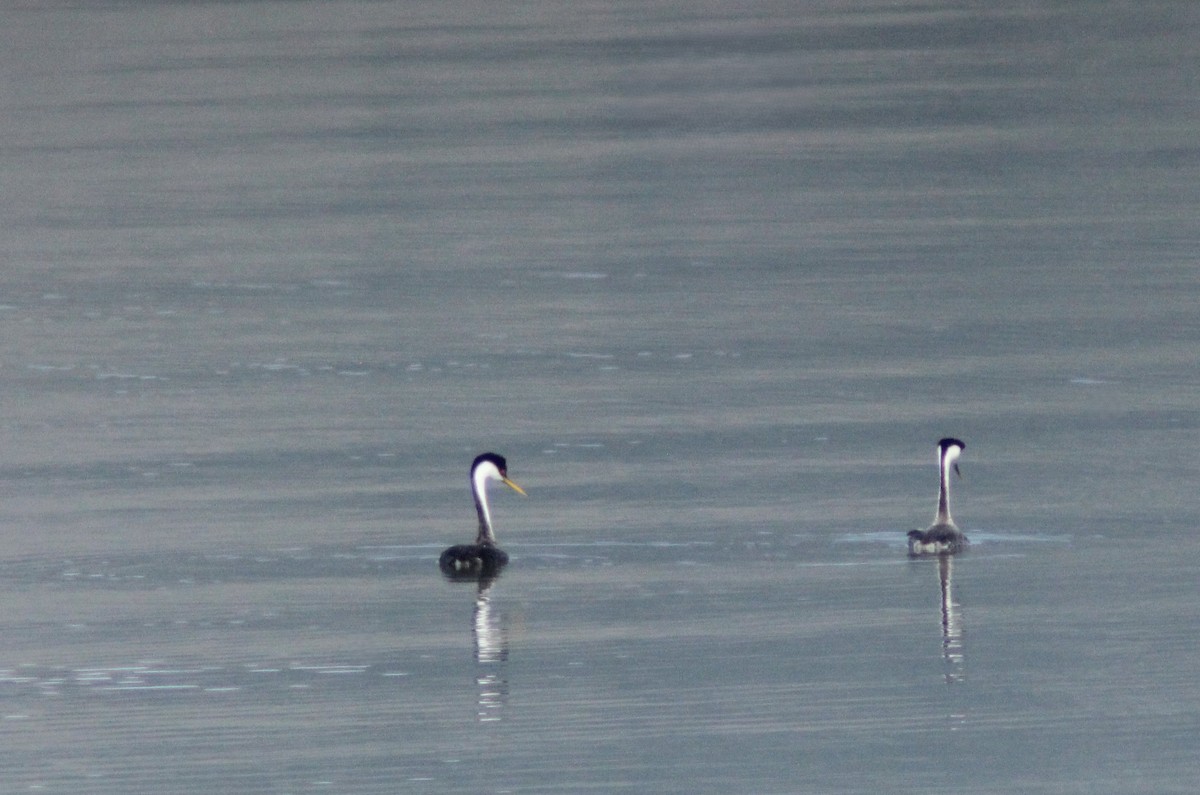 Western Grebe - ML619116837