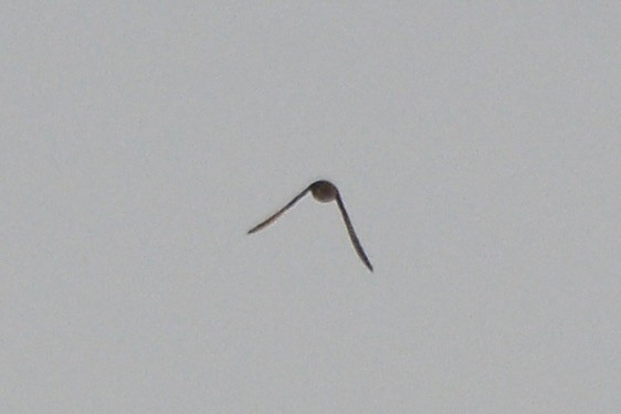 Black-winged Pratincole - Sarel Snyman