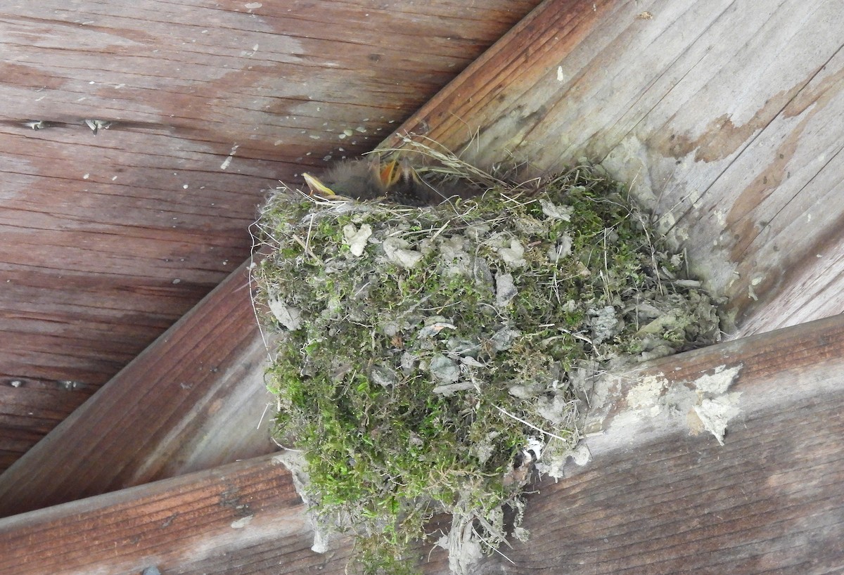 Eastern Phoebe - Corvus 𓄿