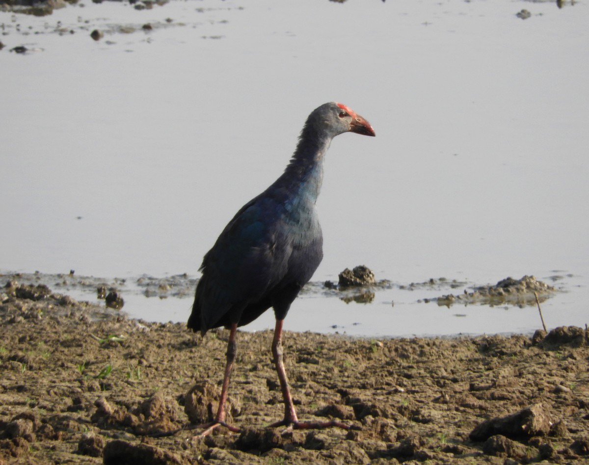 Gray-headed Swamphen - Manju Sinha