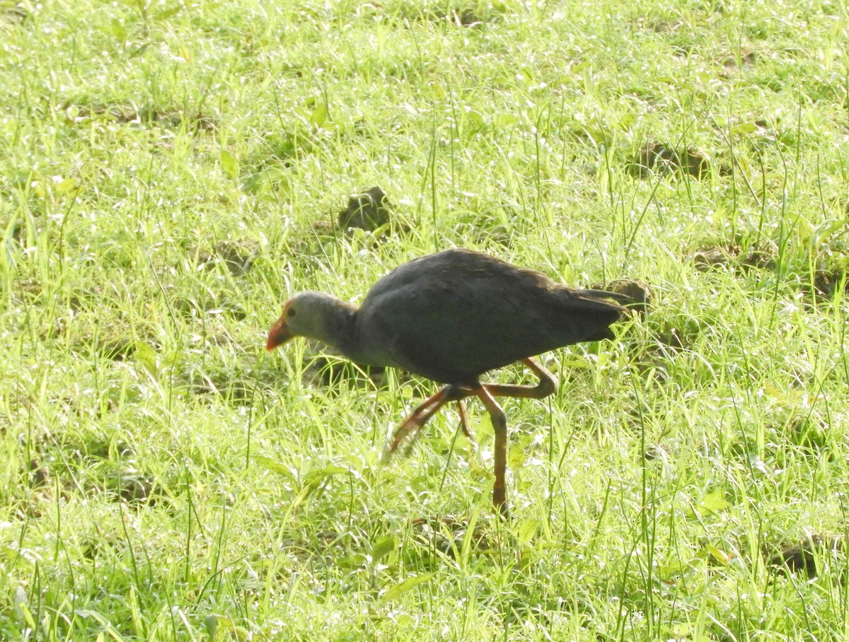 Gray-headed Swamphen - Manju Sinha