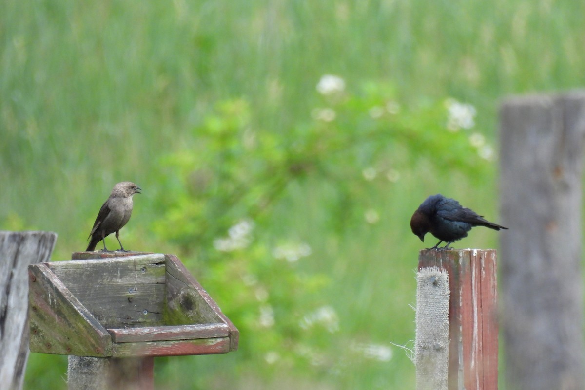 Brown-headed Cowbird - Corvus 𓄿