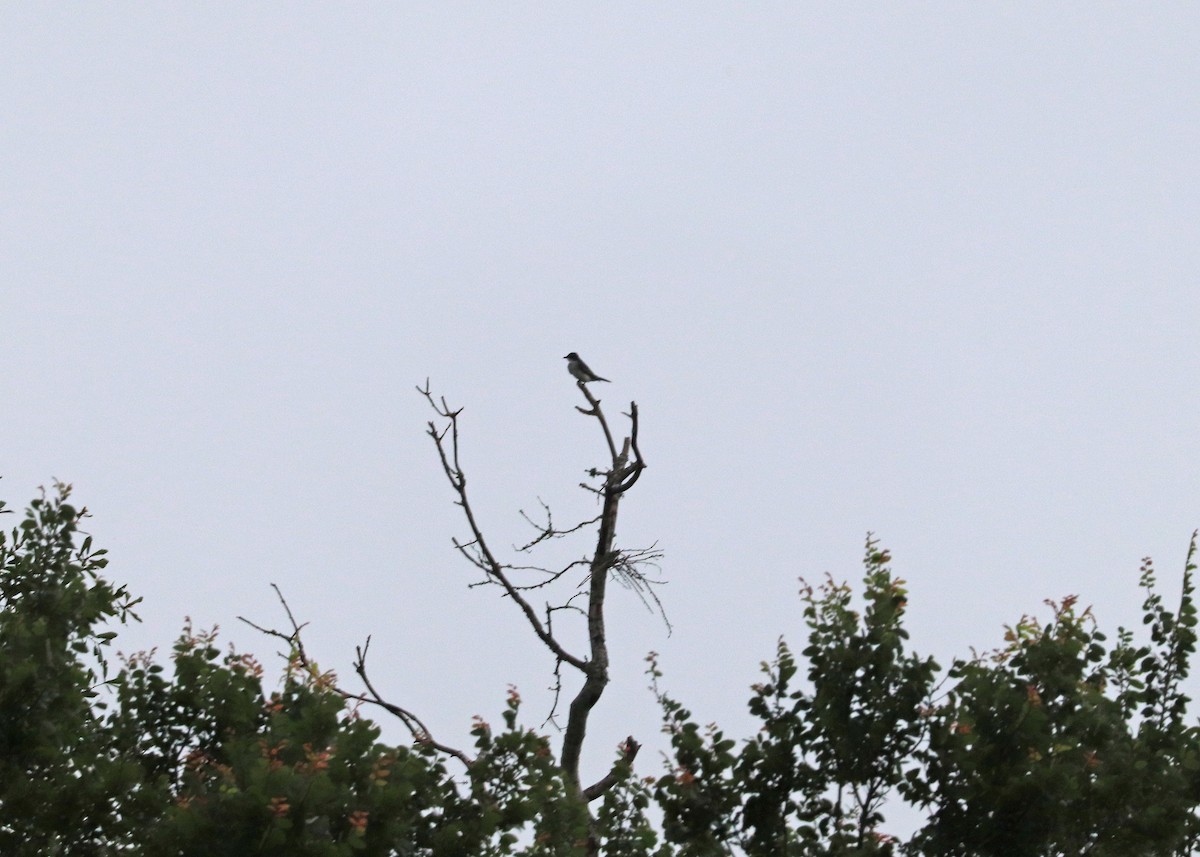 Eastern Kingbird - Noreen Baker