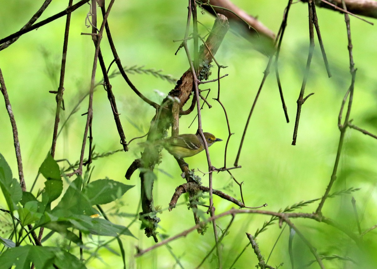 White-eyed Vireo - Noreen Baker