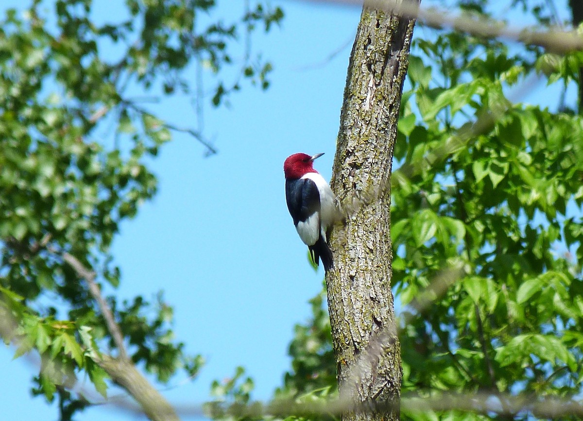 Red-headed Woodpecker - Tony Kurz