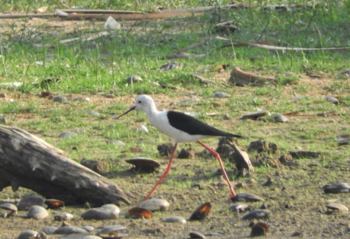 Black-winged Stilt - Manju Sinha