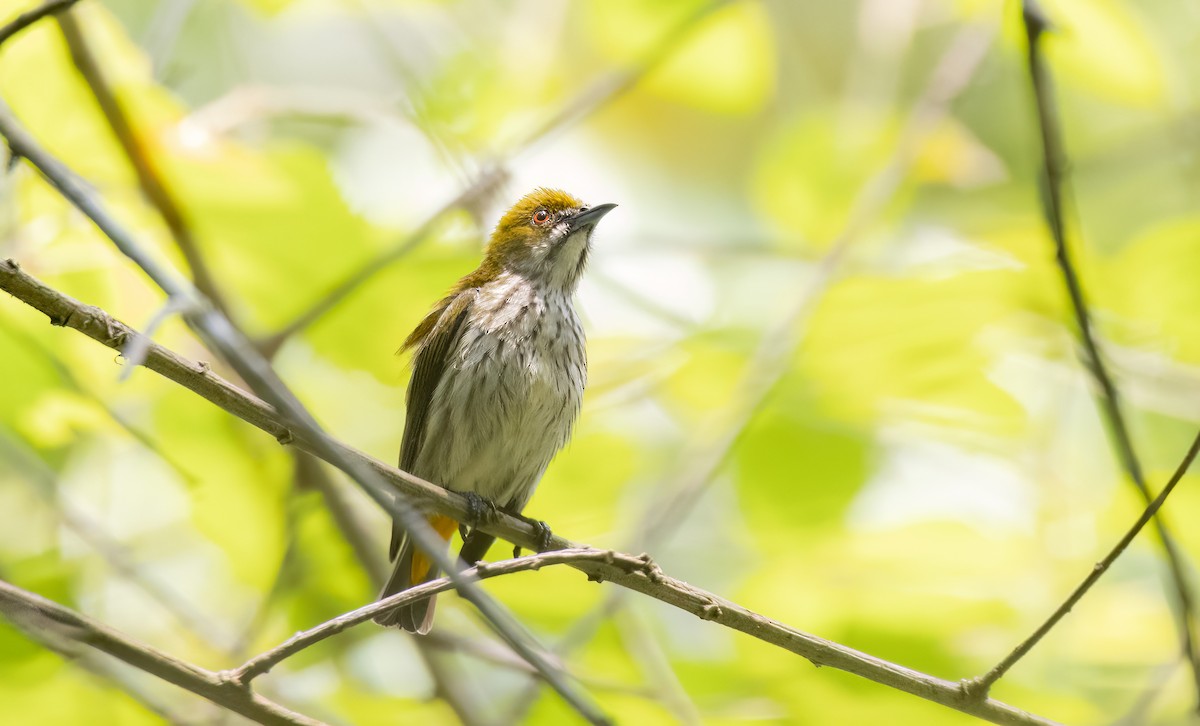 Yellow-vented Flowerpecker - Chirantanu Saikia