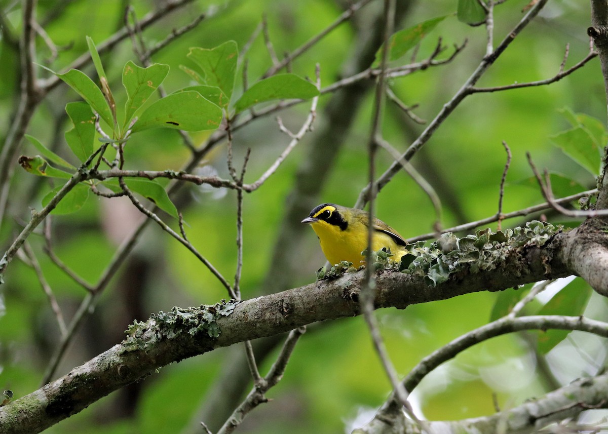 Kentucky Warbler - Noreen Baker